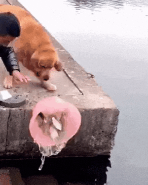 Doggo helped fish in escape in dog gifs