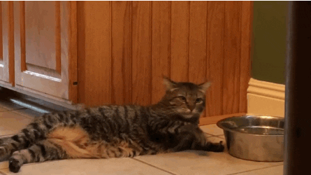 cat eating lazy