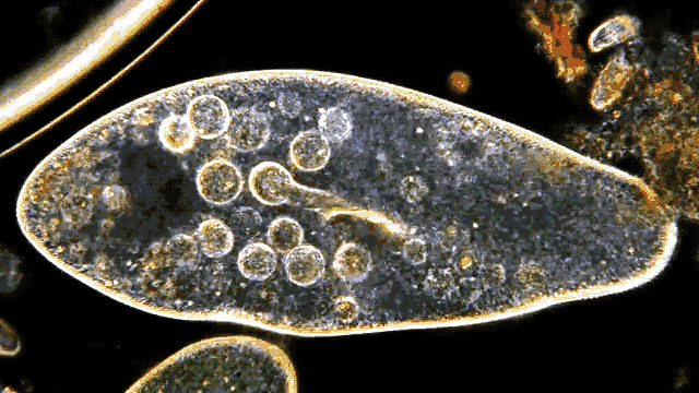 Paramecium GIFs - Find & Share on GIPHY