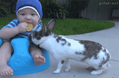 baby rabbit animals being jerks thief steal