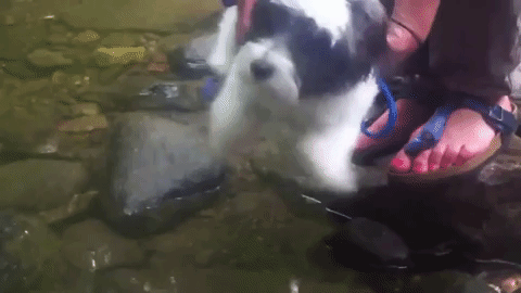 19 adorable puppers swimming in mid air because they think theyre in the water Animated GIF - Find & Share on GIPHY