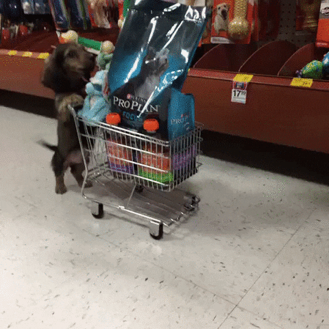 Grocery Store Puppy GIF - Find & Share on GIPHY