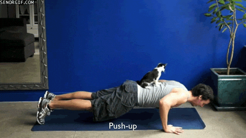  cats cheezburger support push exercises GIF