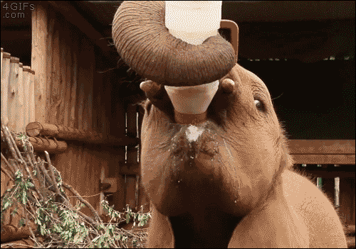 elephant clipart gif - photo #15