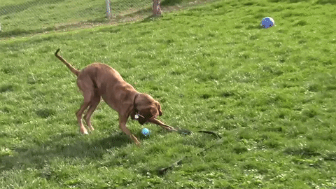 Juguetes adecuados para los perros
