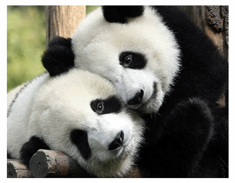 Animated Gif Find Share On Giphy