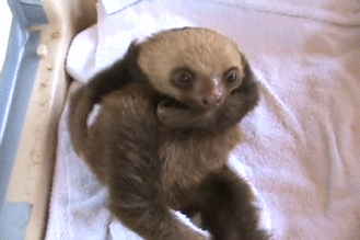 Sloth GIF - Find &amp; Share on GIPHY