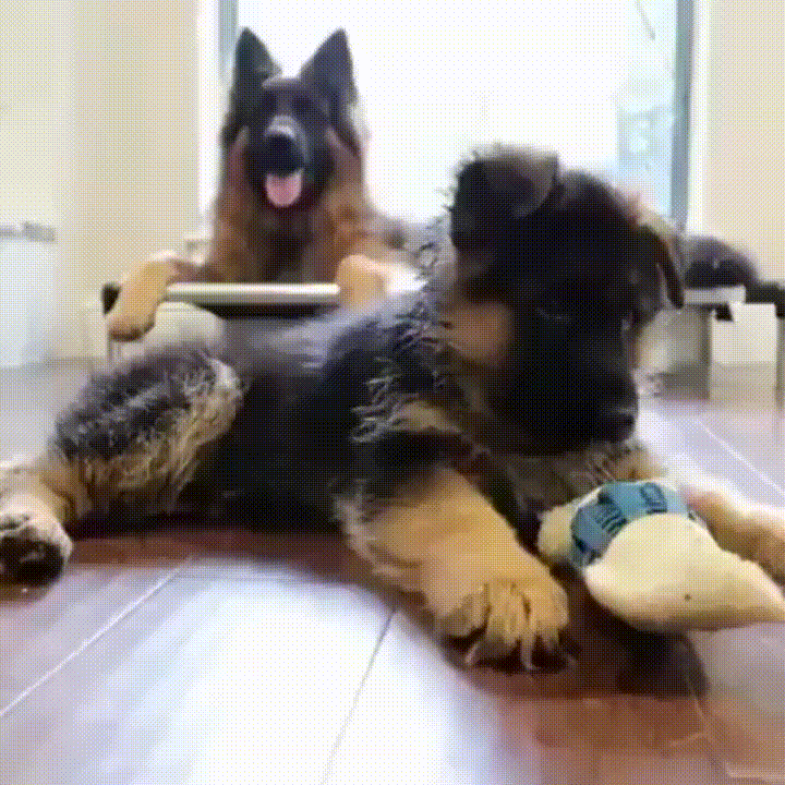 One of the cute German shepherd puppies wondering