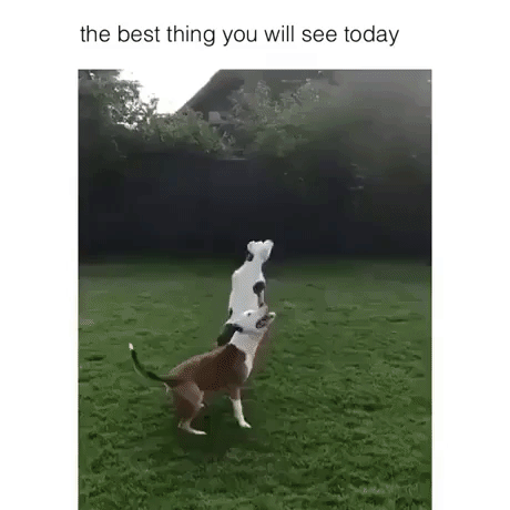 Happy Dogs in funny gifs