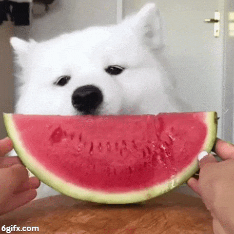 How to Pick the Best Watermelon Tips | Samoyed Dog Eating Watermelon