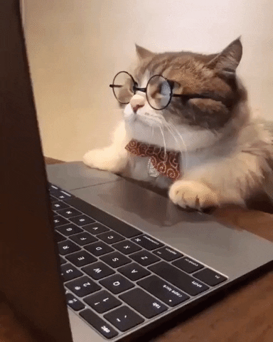 gato con lentes en computadora