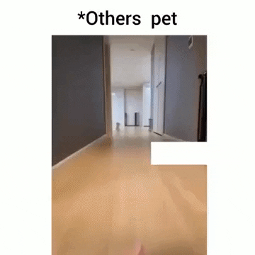Other pets Vs my pet in WaitForIt gifs