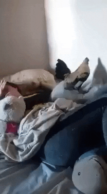 Best alarm ever in funny gifs