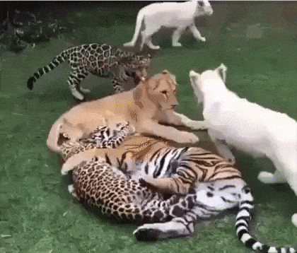 Just cats being cats in funny gifs