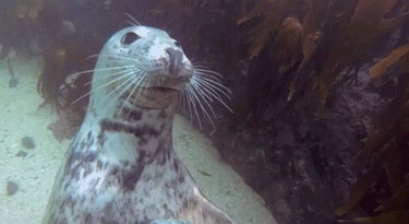 Seal GIF - Find & Share on GIPHY