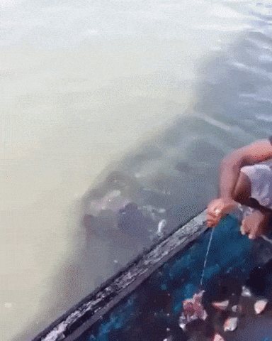 Piranha fishing in action in wow gifs
