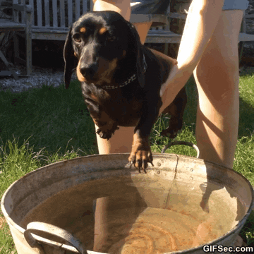 19 adorable puppers swimming in mid air because they think theyre in the water Swim GIF - Find & Share on GIPHY