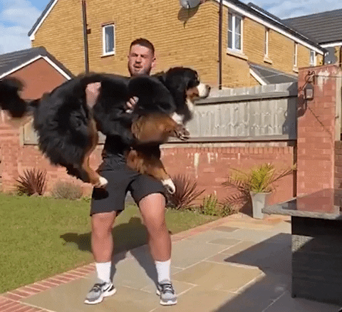 Professional rugby player doing squats with a dog