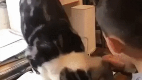 Pay attention to me hooman gif