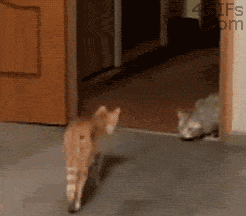 Hopping Cat GIFs - Find & Share on GIPHY