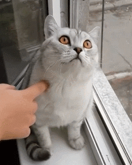 Poke Watching GIF - Find & Share on GIPHY