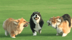 Three dogs running in an open field