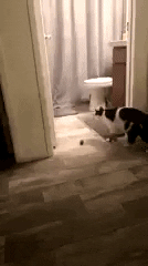 How to Stop Being Hard on Yourself Self-Help | Cow Cat Want to Pick Ball Under the Door Instead of Picking it Up In front of Him