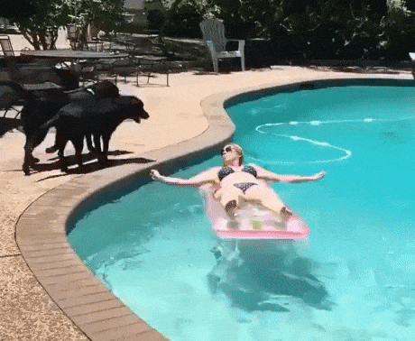 Doggo wants to swim in dog gifs