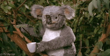 Image result for koala coffee gif