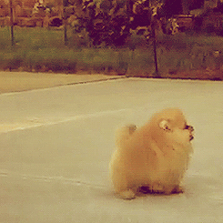 pomeranian gifs pomeranian gif find on giphy pomeranian gifs pomeranian gif find on giphy