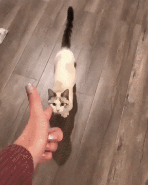 Give this cat an Oscar in cat gifs