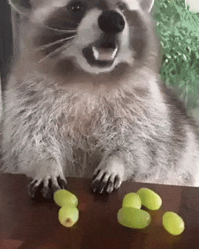 Dont touch my grapes in funny gifs