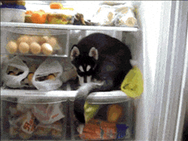 Refrigerator GIFs - Find & Share on GIPHY