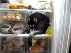 perrito dentro del refrigerador