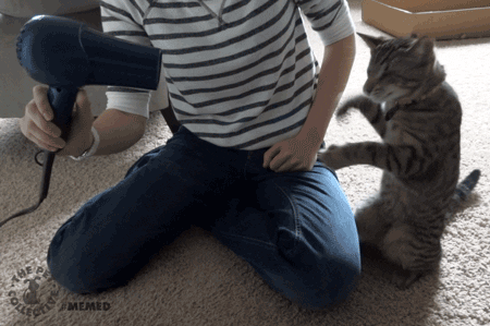 cat blow dryer gif