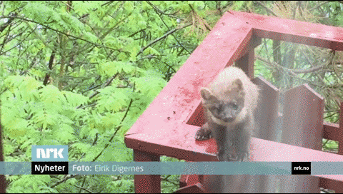 Pine Marten GIF - Find & Share on GIPHY