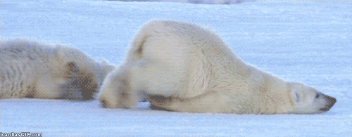 Polar Bear Wednesday GIF