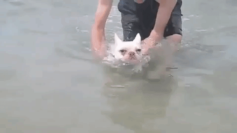 19 adorable puppers swimming in mid air because they think theyre in the water Animated GIF - Find & Share on GIPHY