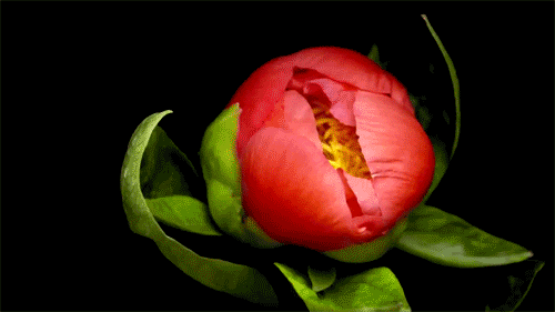 Image result for flower gif