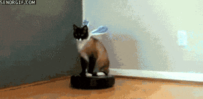 Image result for cat robot floor cleaner gif