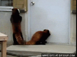 https://media.giphy.com/media/VrT7g0oVmuy8U/giphy-downsized-large.gif