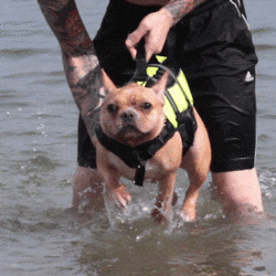 19 adorable puppers swimming in mid air because they think theyre in the water Dog GIF - Find & Share on GIPHY