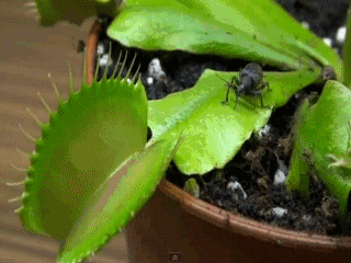 Plants GIF - Find & Share on GIPHY