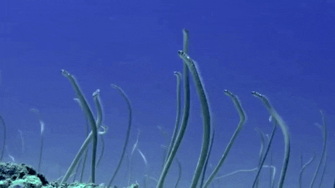 Eel GIFs - Find & Share on GIPHY