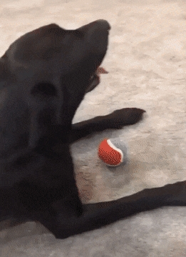 Where did the ball go in dog gifs