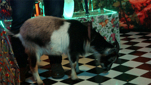 Goat For It GIFs - Find & Share on GIPHY