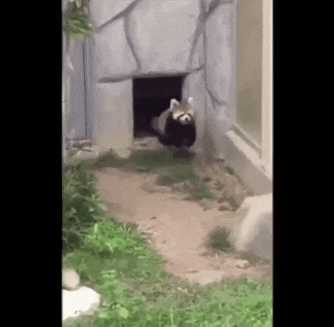 Panda Vs Rock in funny gifs