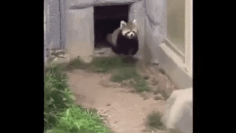 Panda Vs Rock