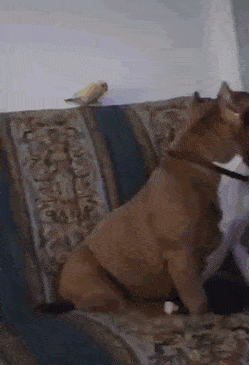 Bird Flies and Sits on Top of Dog's Nose Cute Funny LOL