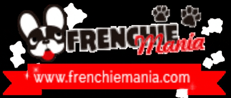 frenchiemania GIF
